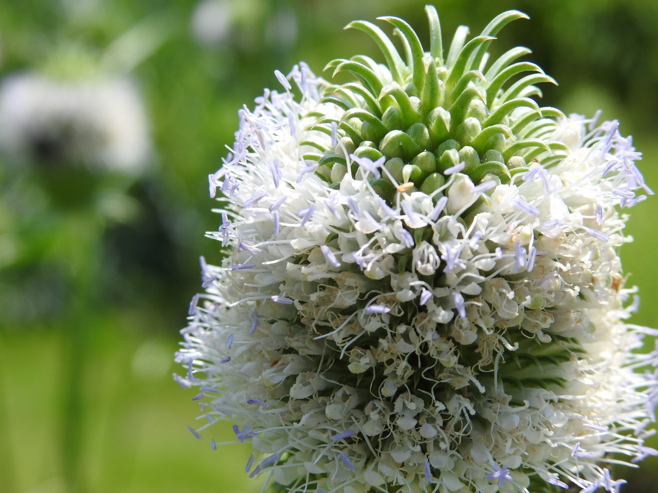 鬼鍋菜 オニナベナ や松明花 タイマツバナ 等 自然風の自然風だより