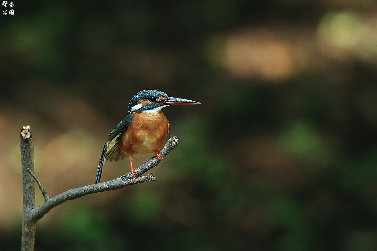 何かに怒っているカワセミ 野鳥公園