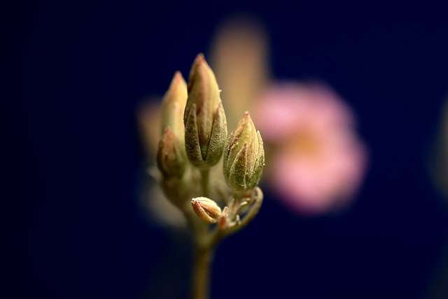 私の万華鏡 ⑧カランコエ_d0085887_21483445.jpg