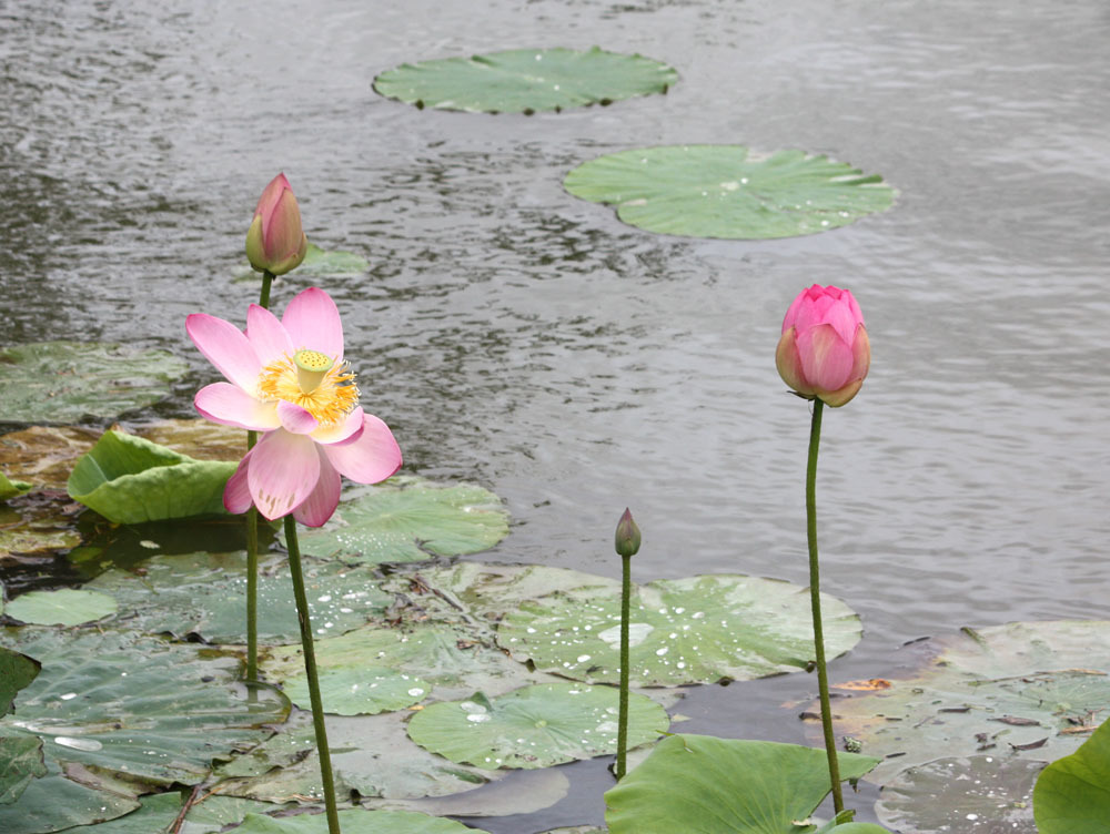 八鶴湖のハスが開花 腎臓病との共存