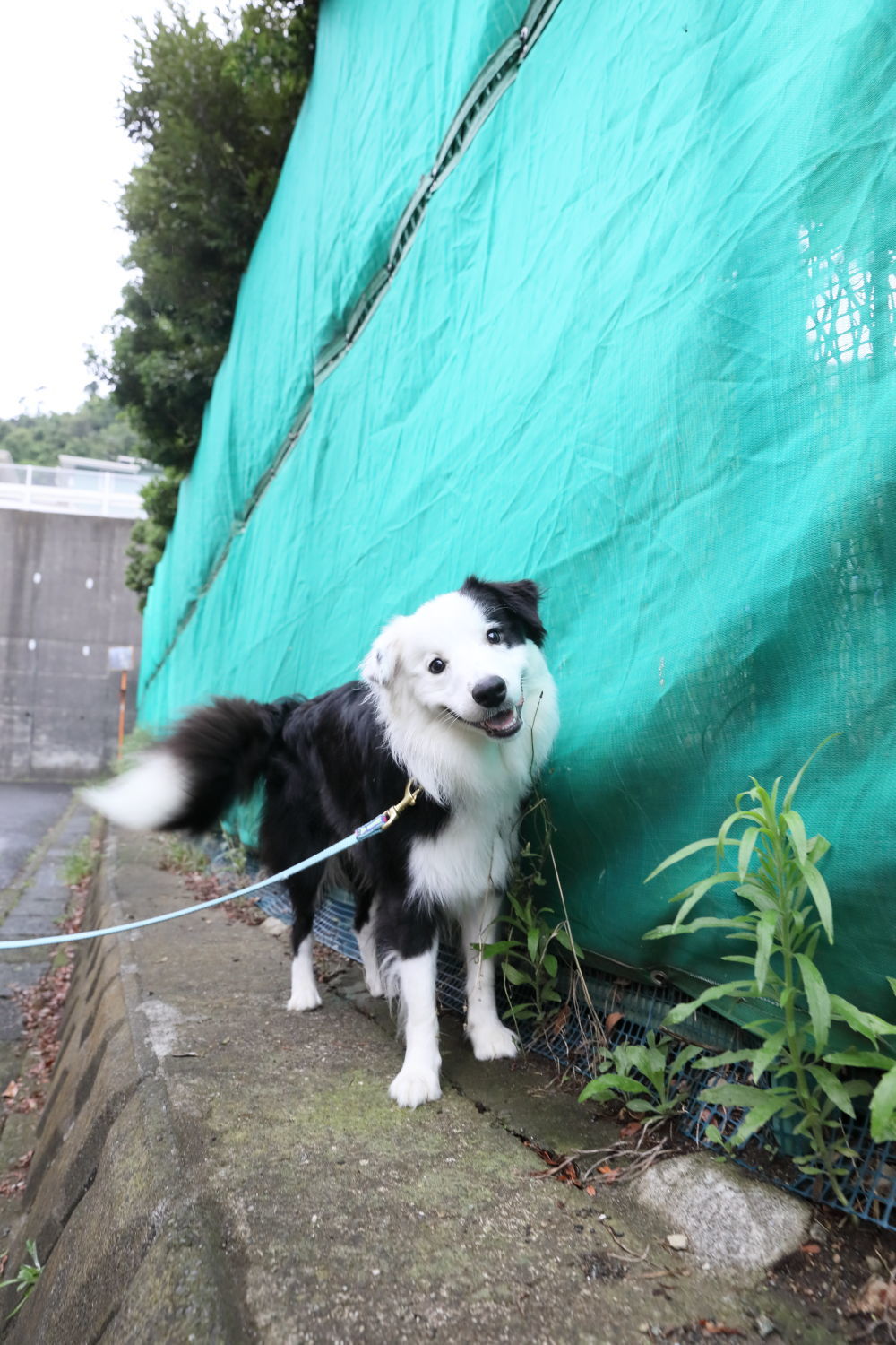ムギちゃんとムギ茶♪_b0275998_16315251.jpg