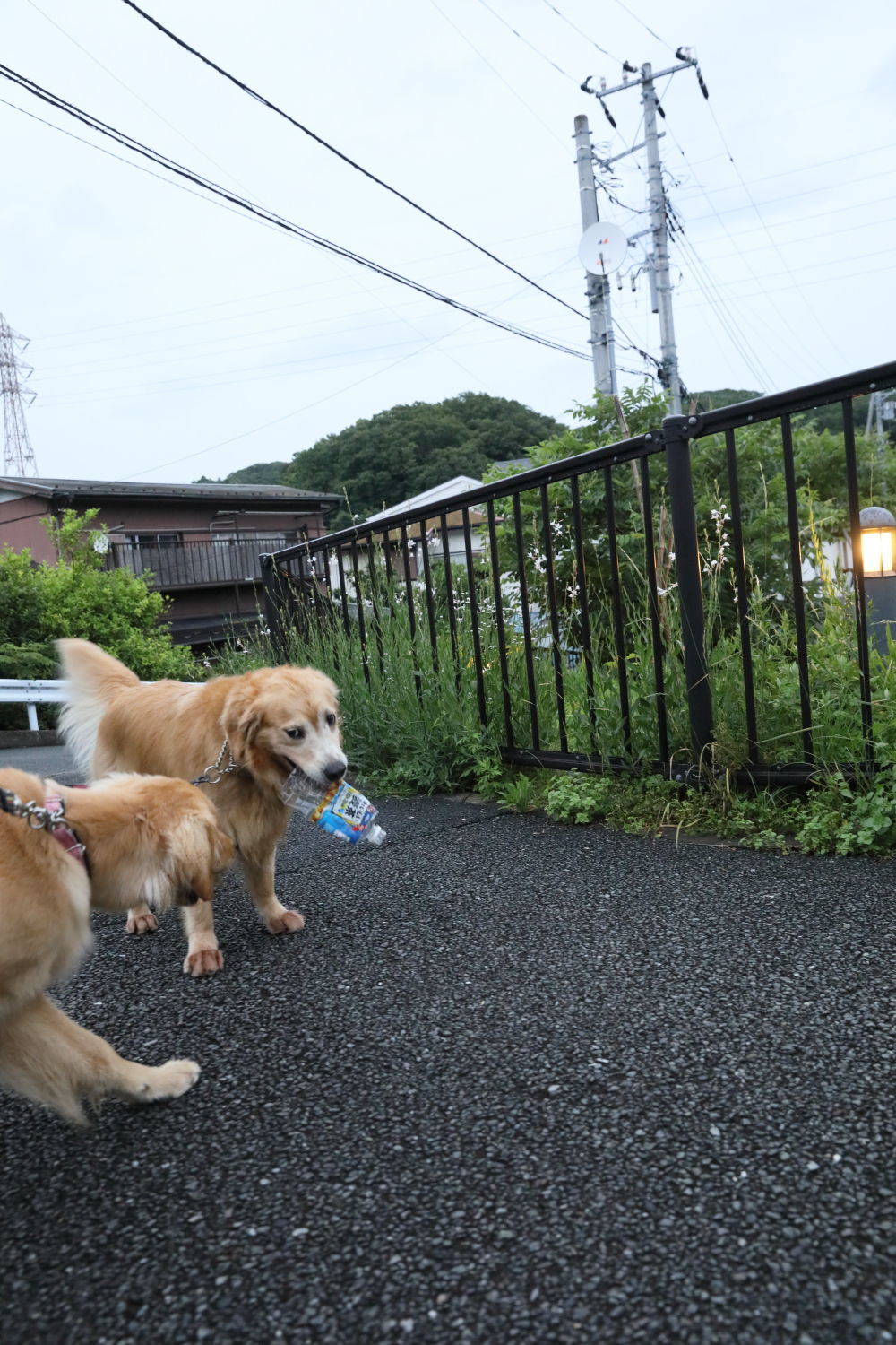 ムギちゃんとムギ茶♪_b0275998_16324692.jpg