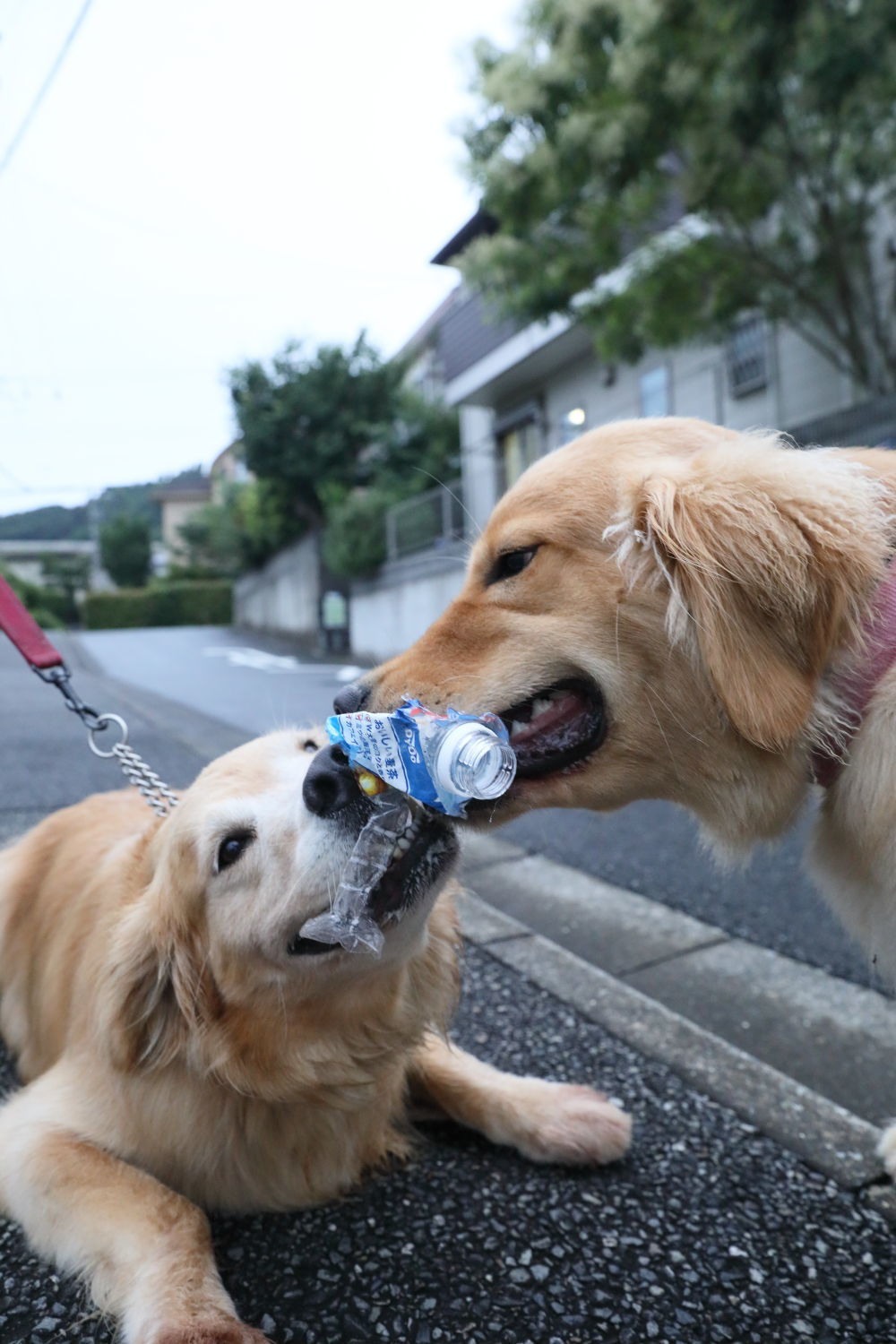 ムギちゃんとムギ茶♪_b0275998_16330286.jpg