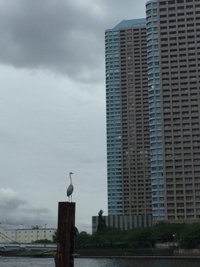 Grey heron_d0205800_21515754.jpeg