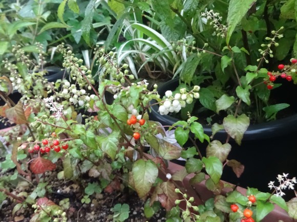 数珠珊瑚 だんご虫の花 数珠珊瑚 だんご虫の花