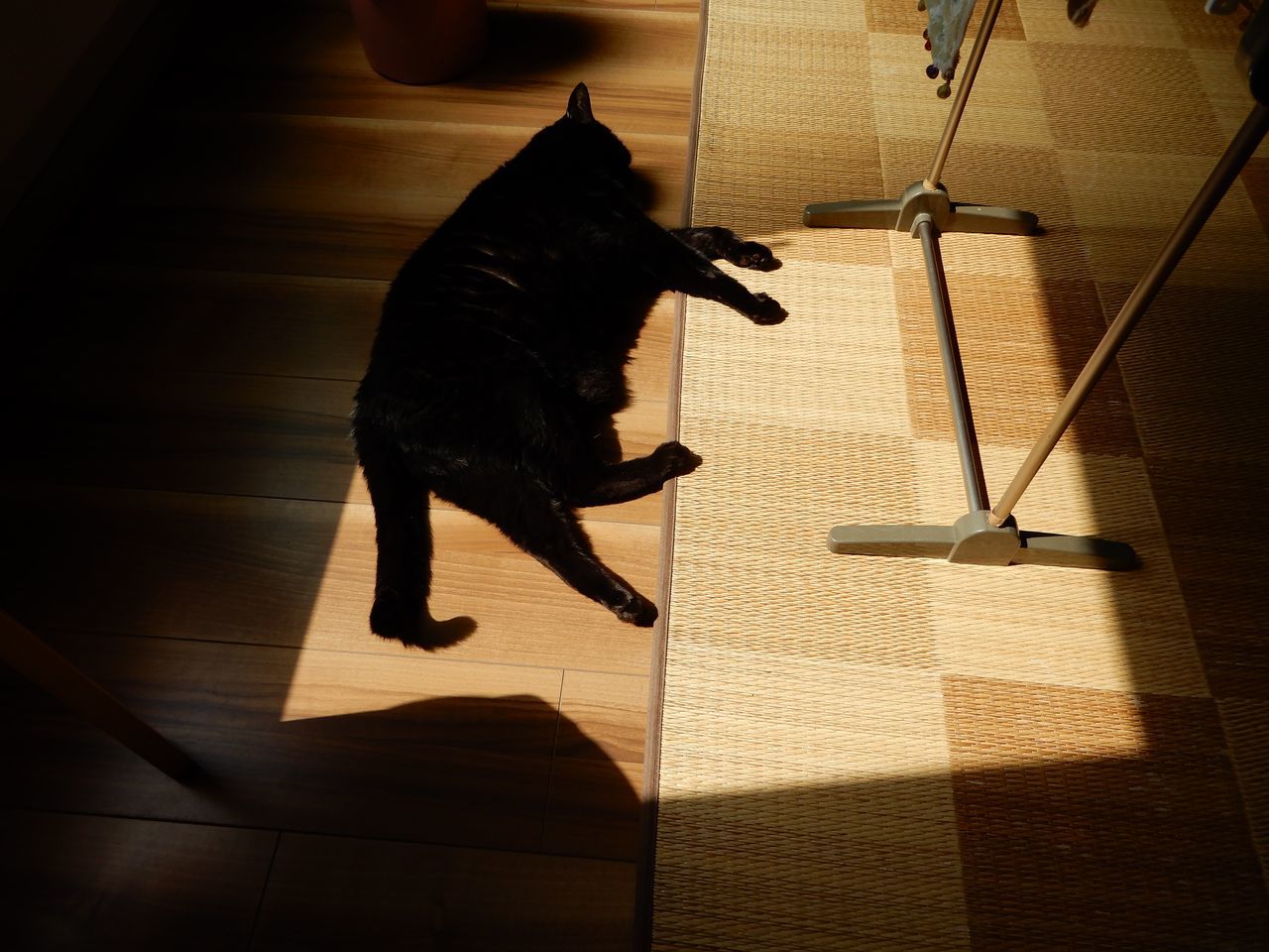 久々の夏日_c0025115_21505116.jpg