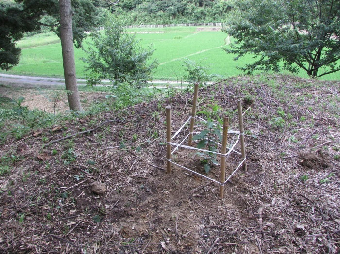 草刈り、栗苗植樹_b0175921_18375816.jpg