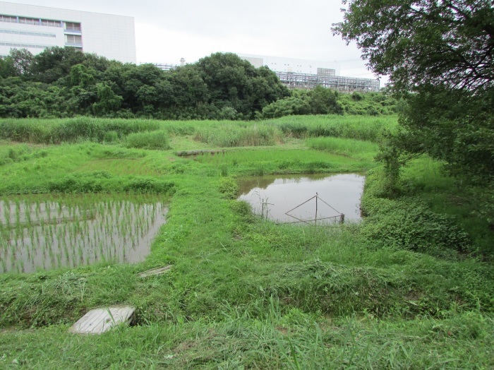 草刈り、栗苗植樹_b0175921_18382880.jpg