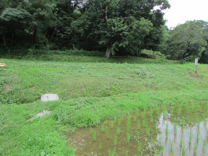 草刈り、栗苗植樹_b0175921_18383181.jpg