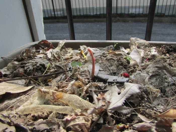 草刈り、栗苗植樹_b0175921_18584599.jpg