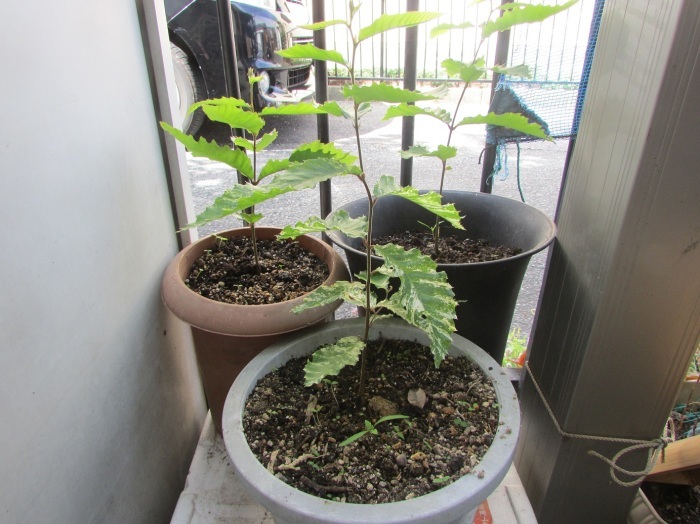 草刈り、栗苗植樹_b0175921_18591119.jpg