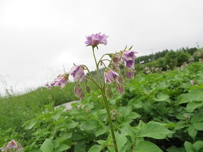 じゃがいもの花が咲き始めました_b0405523_15082051.jpg
