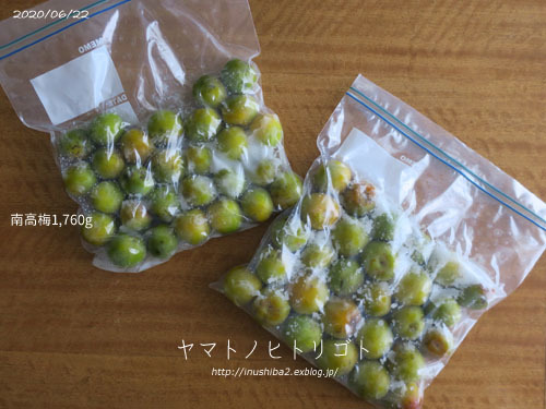 梅仕事の備忘録【下漬け→赤紫蘇漬け】_e0394031_06204766.jpg