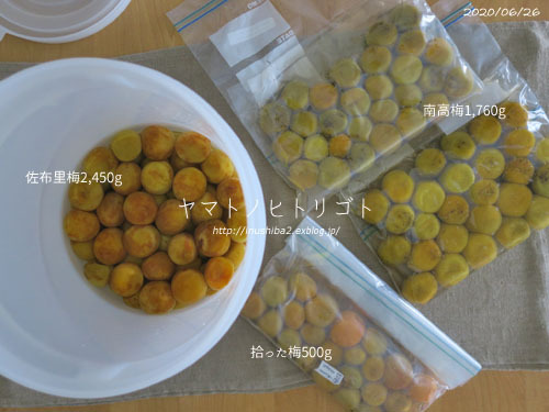 梅仕事の備忘録【下漬け→赤紫蘇漬け】_e0394031_06205321.jpg