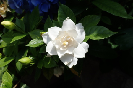 2020年6月上旬~7月上旬 埼玉県北部 拙宅の虫たち_c0353632_10491468.jpg