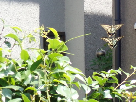 2020年6月上旬~7月上旬 埼玉県北部 拙宅の虫たち_c0353632_11044543.jpg