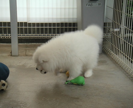 懐かしい愛しいイリーナの仔サモ画像_b0177436_20293486.jpg