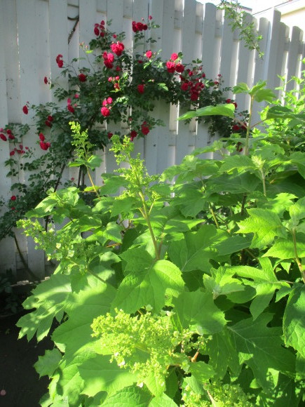 薔薇を飾って我が家でランチ~_a0279743_07582602.jpg