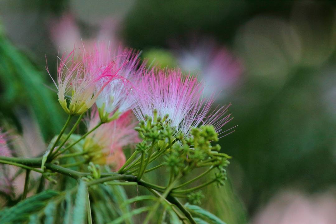 ネムノキの花_e0403850_20072468.jpg