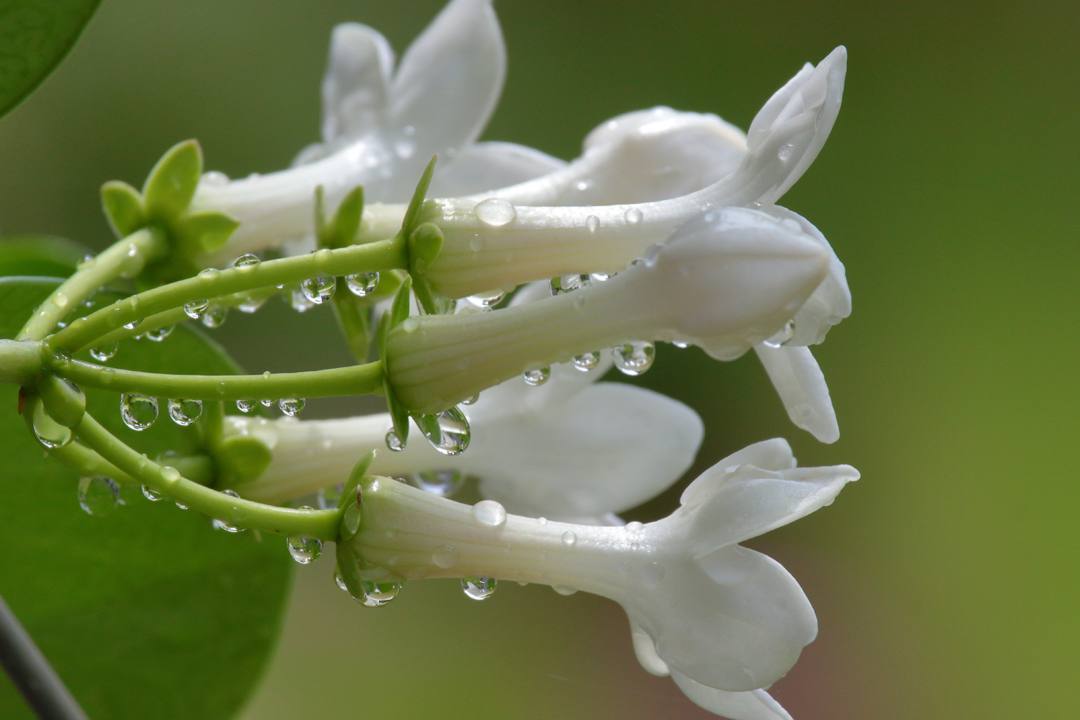 ネムノキの花_e0403850_20074945.jpg