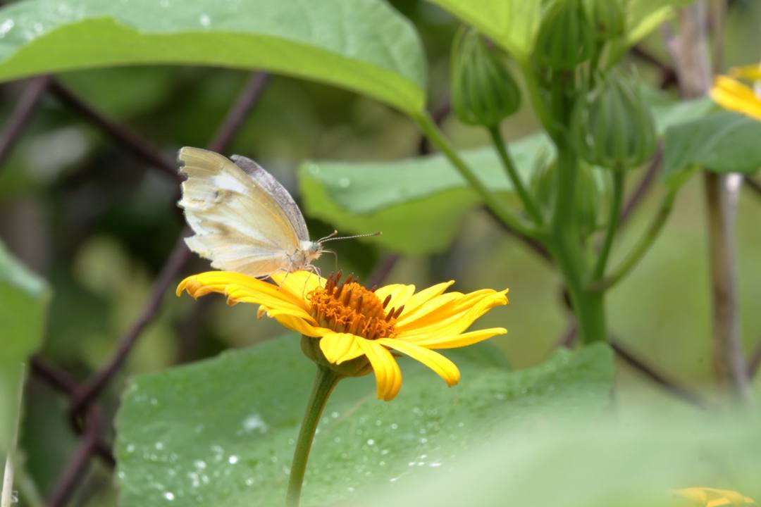 ネムノキの花_e0403850_20075367.jpg