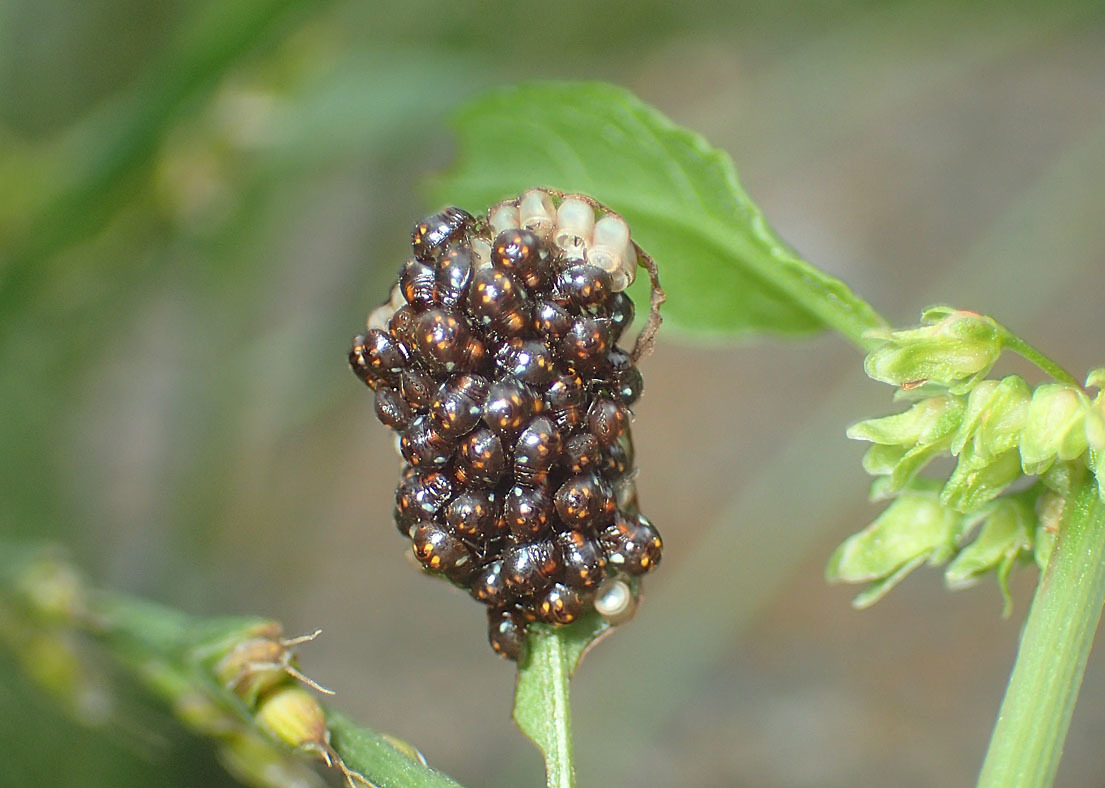 アオクサカメムシかミナミアオカメムシか 公園昆虫記