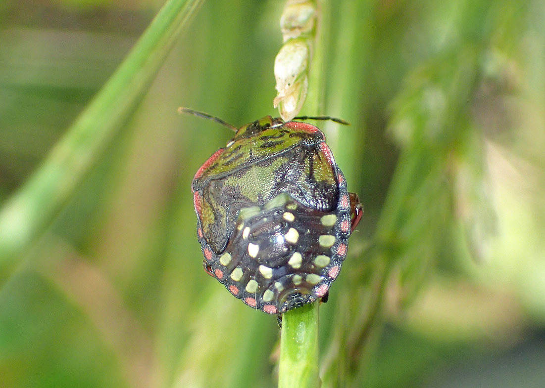 アオクサカメムシかミナミアオカメムシか 公園昆虫記