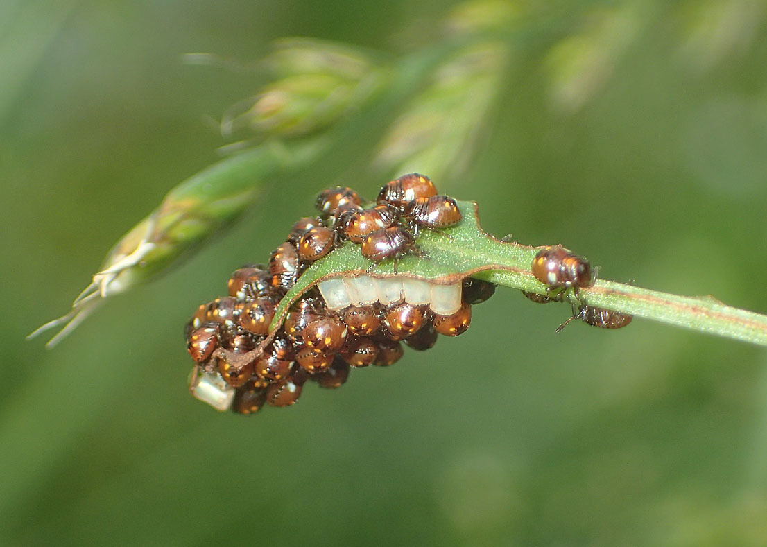 アオクサカメムシかミナミアオカメムシか 公園昆虫記