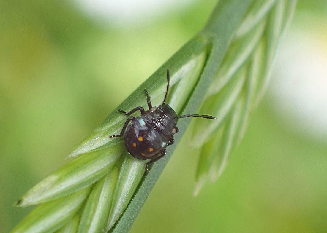 アオクサカメムシかミナミアオカメムシか 公園昆虫記