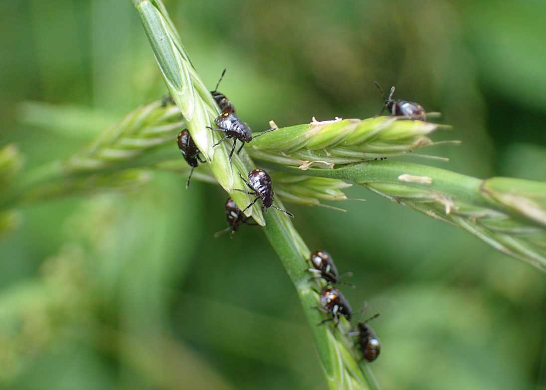アオクサカメムシかミナミアオカメムシか 公園昆虫記