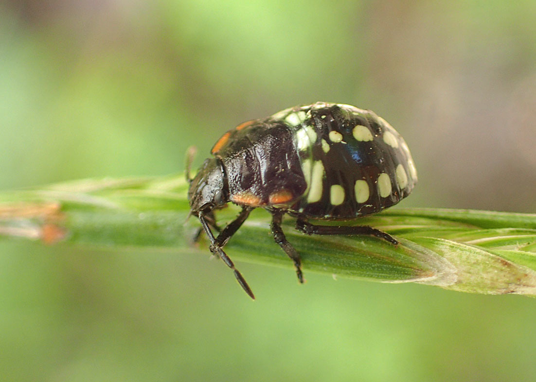 アオクサカメムシかミナミアオカメムシか 公園昆虫記