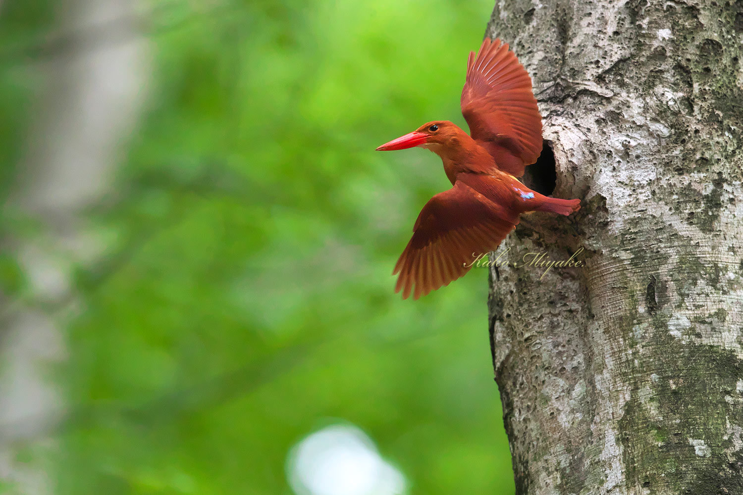 アカショウビン（Ruddy Kingfisher ） 八東ふる里の森 : ぼちぼち、と