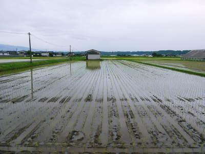健康農園さんの田植え(2020)前編:野田さん田植えデビュー 無農薬栽培の雑穀米、発芽玄米大好評販売中!_a0254656_18373603.jpg