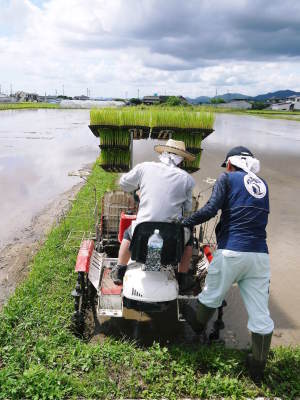 健康農園さんの田植え(2020)前編:野田さん田植えデビュー 無農薬栽培の雑穀米、発芽玄米大好評販売中!_a0254656_18451666.jpg