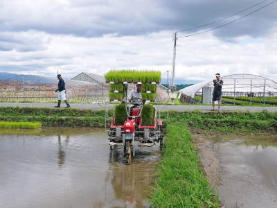 健康農園さんの田植え(2020)前編:野田さん田植えデビュー 無農薬栽培の雑穀米、発芽玄米大好評販売中!_a0254656_18585206.jpg