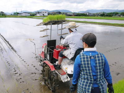 健康農園さんの田植え(2020)前編:野田さん田植えデビュー 無農薬栽培の雑穀米、発芽玄米大好評販売中!_a0254656_19154747.jpg