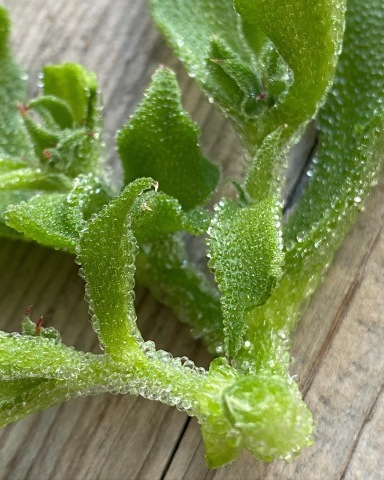 うっすら海水味の野菜 アイスプラント アジアン家族のゴールドコースト暮らし