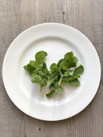 うっすら海水味の野菜 アイスプラント アジアン家族のゴールドコースト暮らし