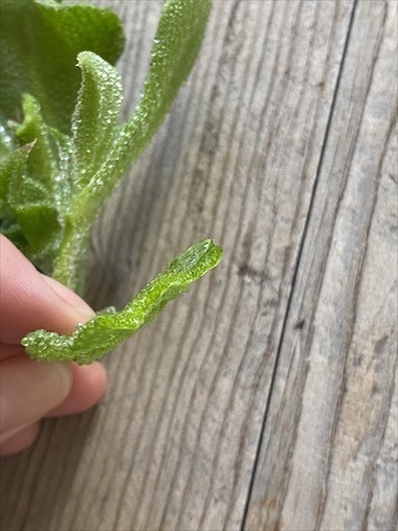 うっすら海水味の野菜 アイスプラント アジアン家族のゴールドコースト暮らし