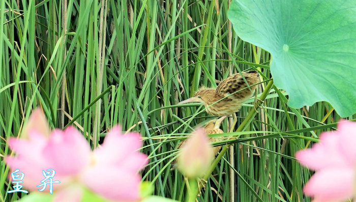いい背景のところ飛翔せず 誠 皇 昇