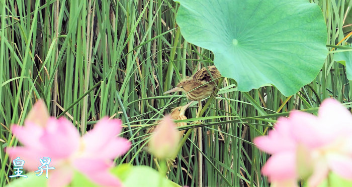 いい背景のところ飛翔せず 誠 皇 昇