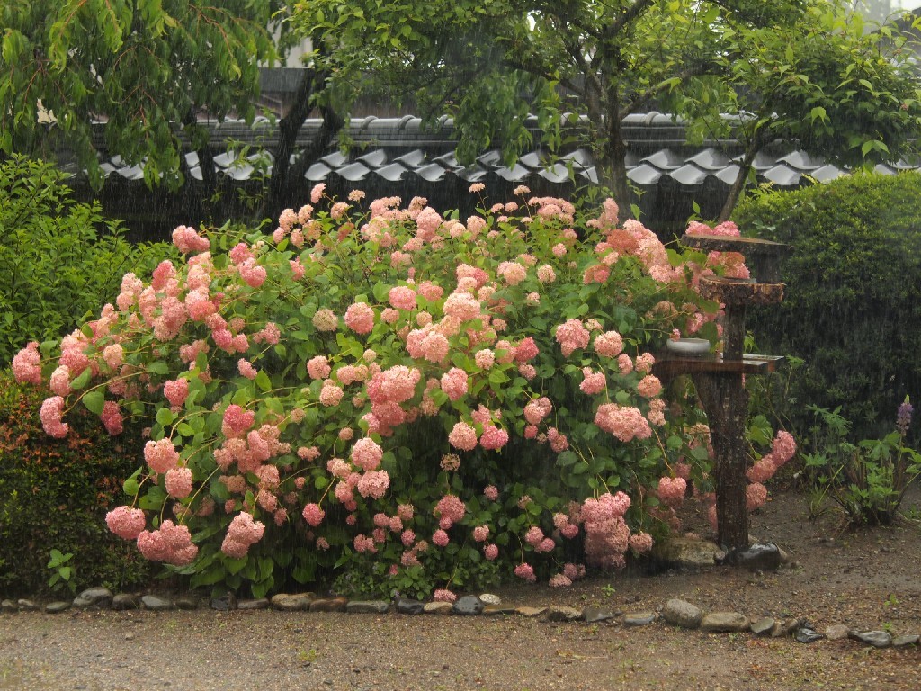 雨とあじさい。_a0393969_22321200.jpg