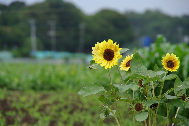 花言葉は 誠実な愛 だそうです Photo Blog 人生の半ばを過ぎて 花言葉は 誠実な愛 だそうです Photo Blog 人生の半ばを過ぎて