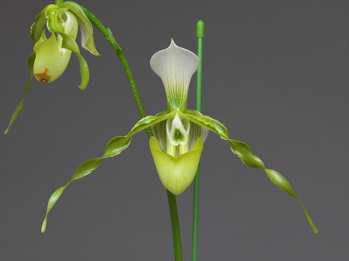 Paphiopedilum Dianthum Fma Album 花咲かじいちゃん洋らん栽培