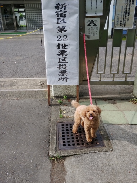 選挙とうるさい奴が帰って来た_c0162773_22313667.jpg