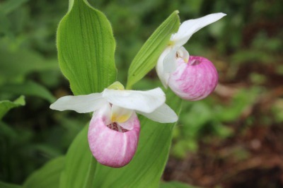 Showy Lady\'s Slipper_c0353373_02311487.jpg