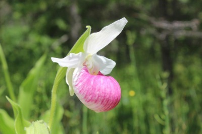 Showy Lady\'s Slipper_c0353373_02312130.jpg