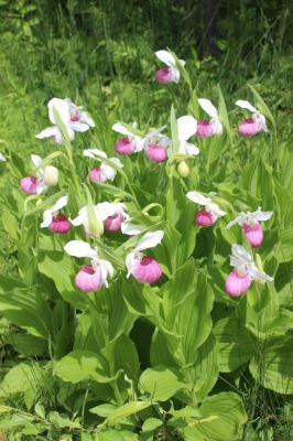 Showy Lady\'s Slipper_c0353373_02313082.jpg