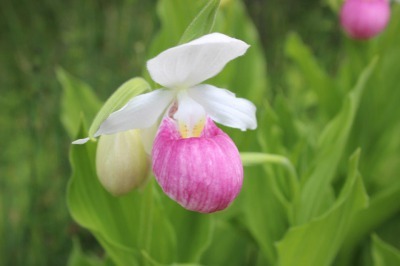 Showy Lady\'s Slipper_c0353373_02313802.jpg