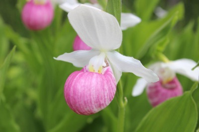 Showy Lady\'s Slipper_c0353373_02314636.jpg